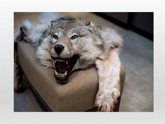 Купить Сувенир Ковер из шкуры волка в ассорт. Символика севера онлайн в интернет-магазине